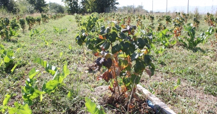 A vitamindús gyümölcs